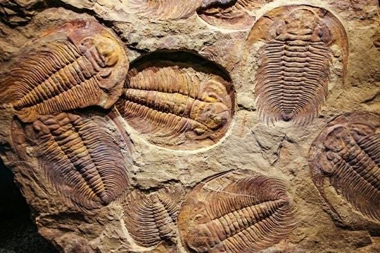 fosiles del cambrico